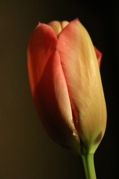 Tulip-3.jpg