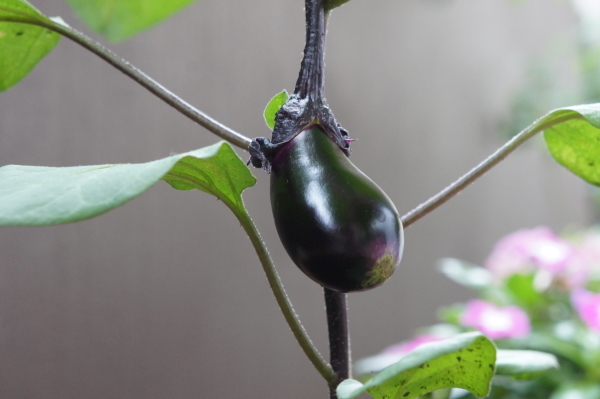eggplant0628.jpg
