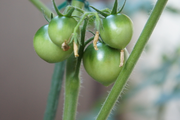 tomato-20140614.jpg