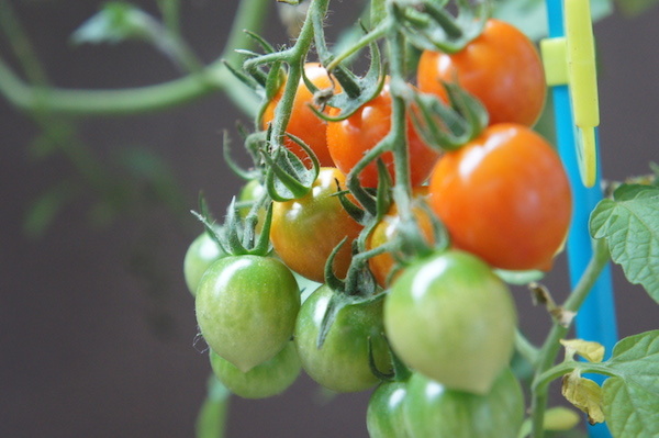tomato-20140719-1.JPG