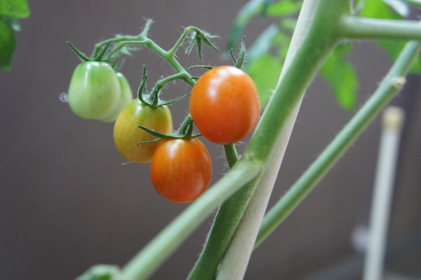 tomato201407-1.jpg